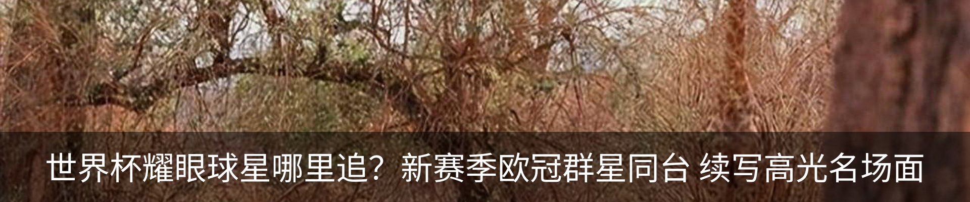 内页banner